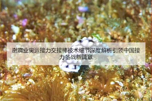 xie-zhen-ye-ao-yun-jie-li-jiao-jie-bang-ji-shu-xi-jie-shen-du-jie-xi-yin-ling-zhong-guo-jie-li-bei-zhan-xin-pian-zhang-2-572.jpg